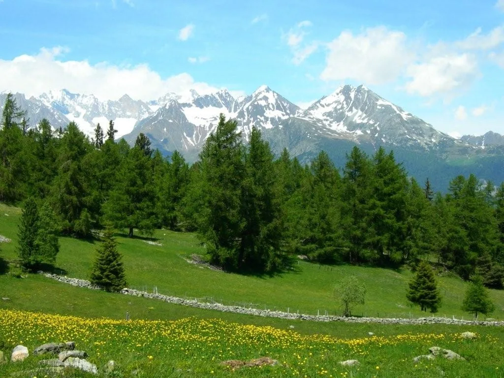 Prairie alpine verte avec des fleurs sauvages jaunes, des sapins et des sommets enneigés