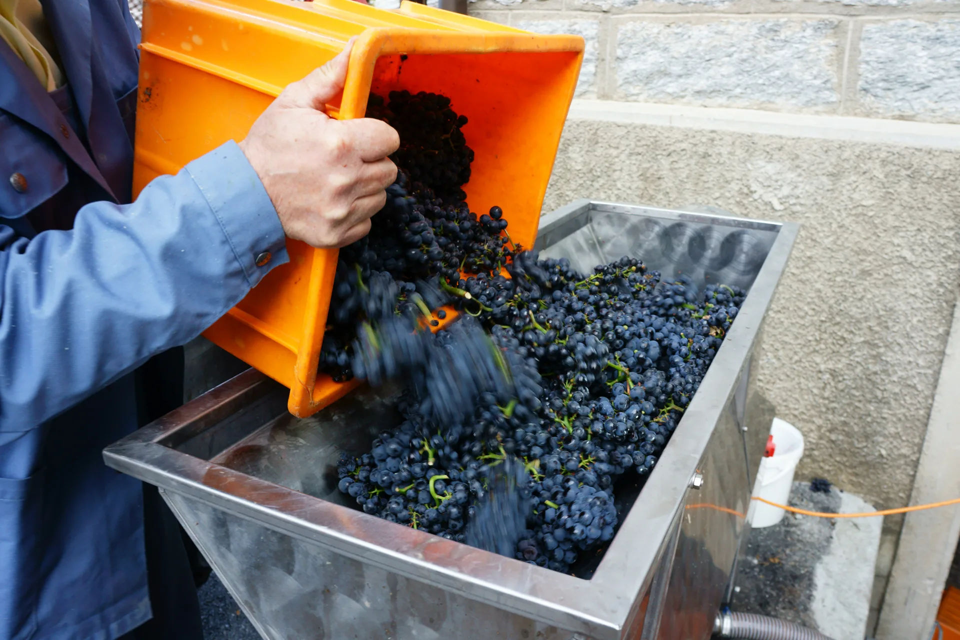 Vigneron versant des raisins de Pinot noir fraîchement récoltés dans le pressoir