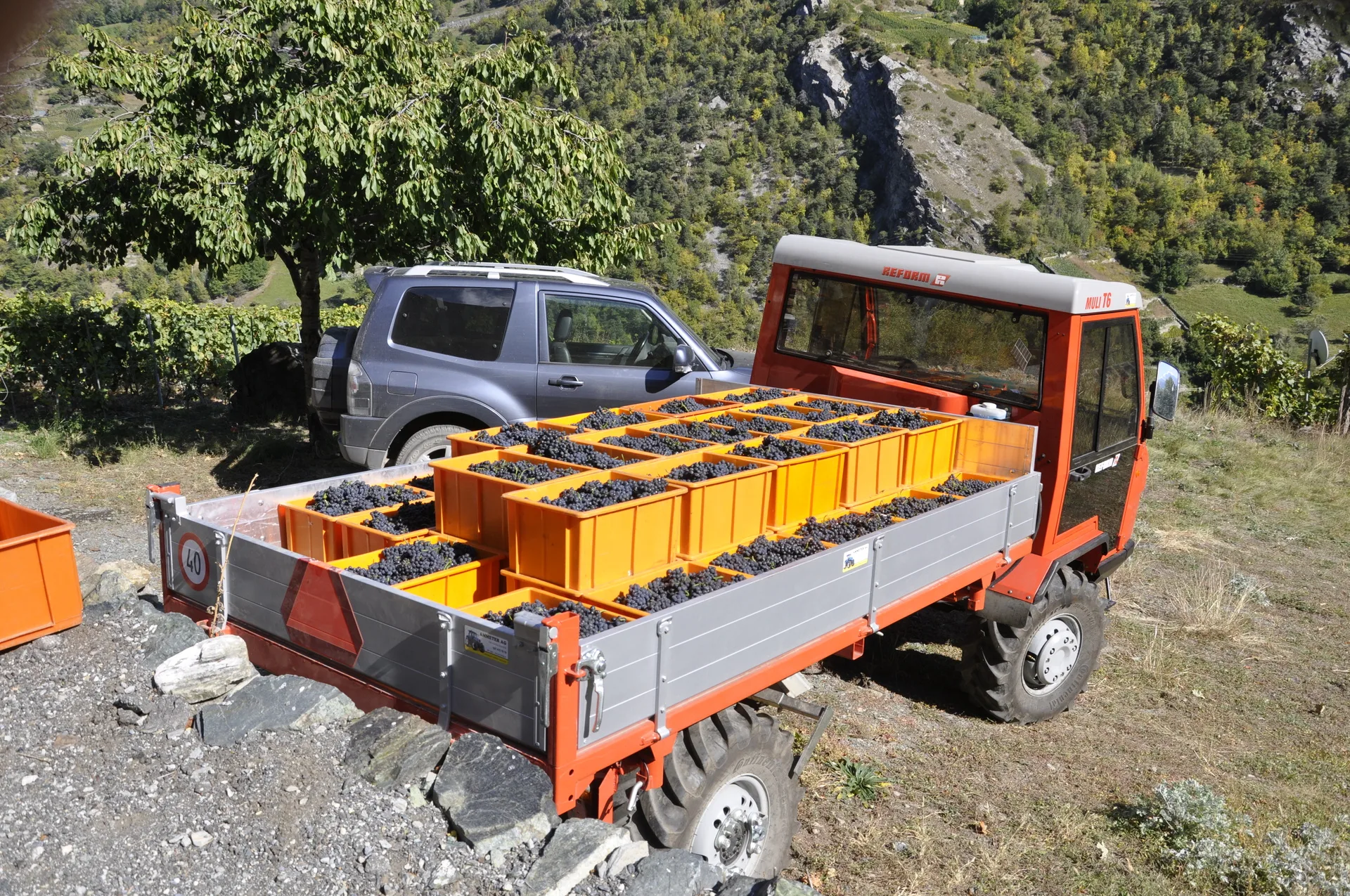 Machine à vendanger avec des caisses de raisins dans le vignoble Riedboden, Valais