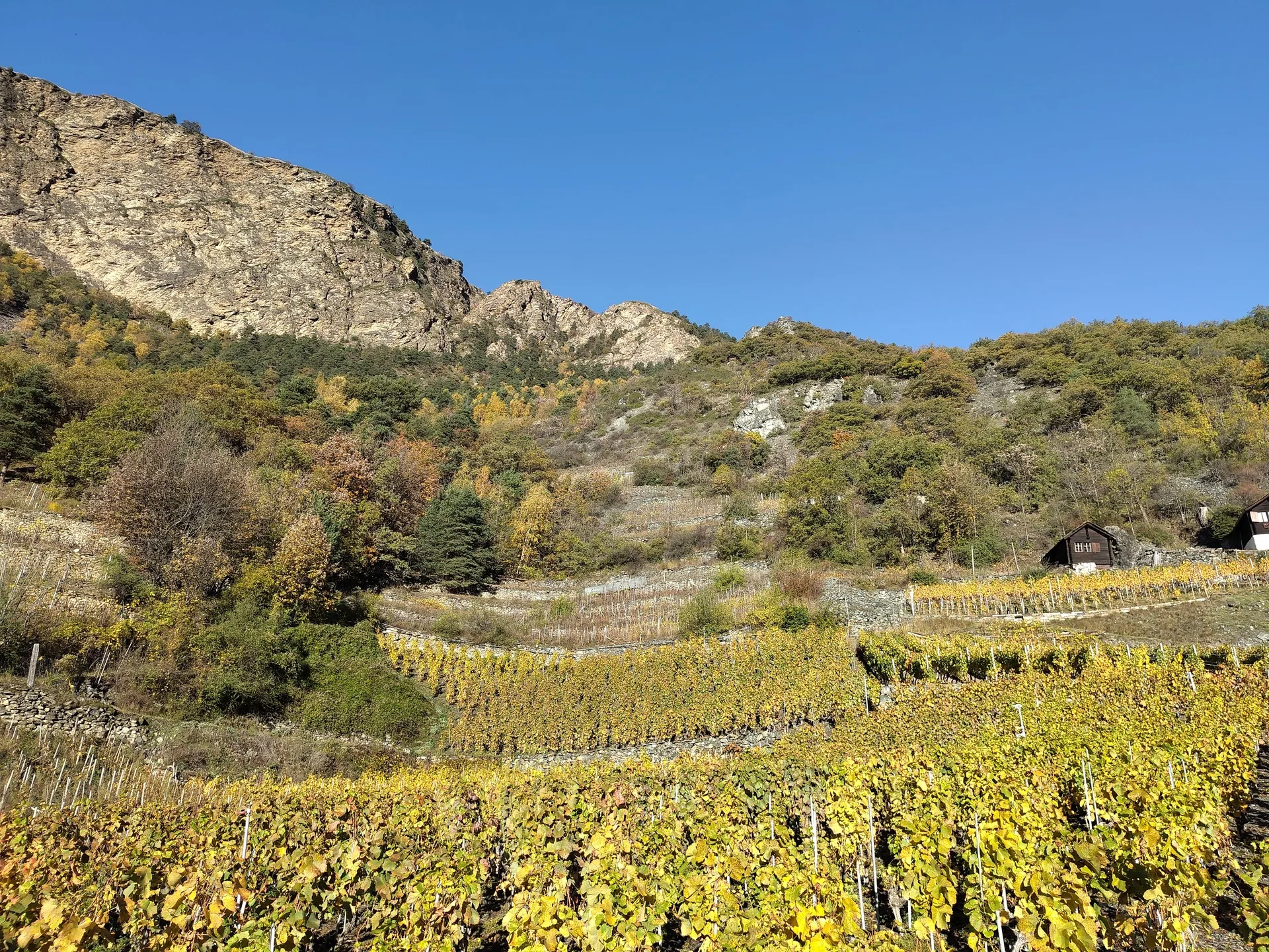 Vignoble en terrasses Riedboden en automne avec des feuilles dorées et des rochers valaisans