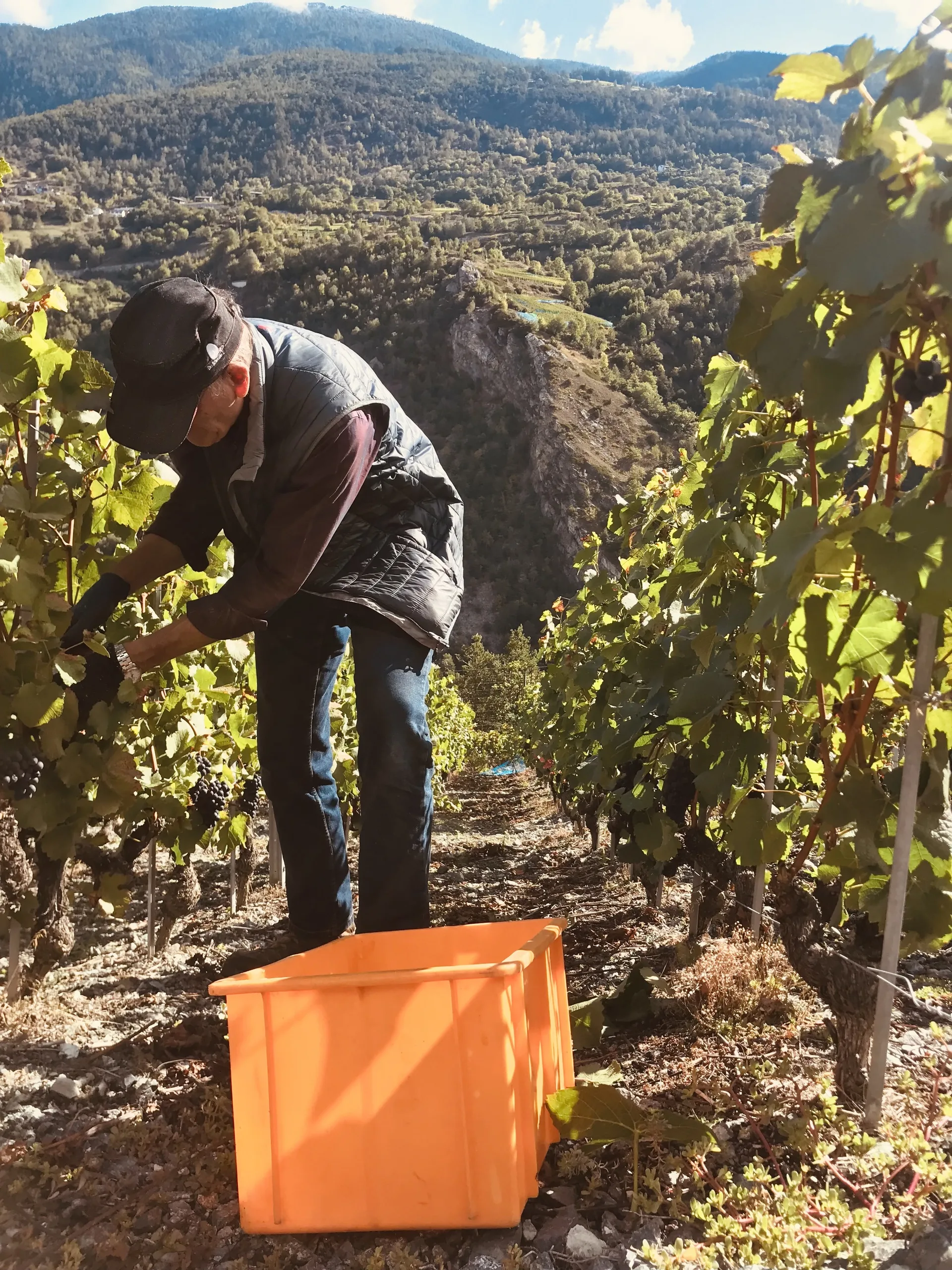 Vendange manuelle dans un vignoble alpin valaisan pentu avec vue sur la vallée
